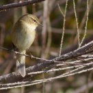 Luì Piccolo (Phylloscopus collybita) - Little Warblerbird