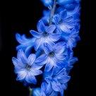 Hyacinth Study 1