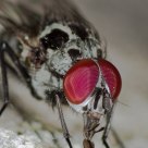 Fly