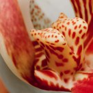 Orquidea