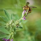 bee