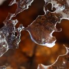 Plate Tectonics