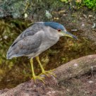 Black-crowned Night Heron