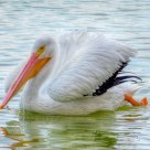American White Pelican (Pelecanus erythorhynchos)