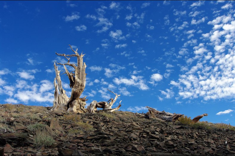 Bristlecone And Clouds