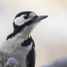 Great Spotted  Woodpecker(Dendrocopos major)