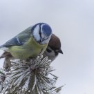 Blue Tit and Eurasian Three sparrow