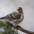 The Common Redpoll(Cardvelis flammea)