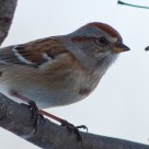 American Tree Sparrow