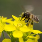 Busy Bee