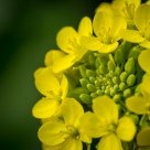Green and Yellow