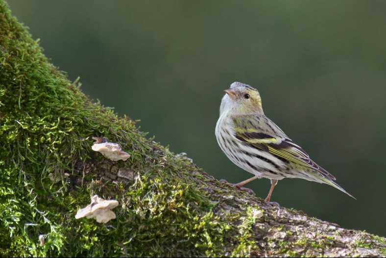 Carduelis spinus