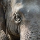 Indian elephant