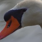 Swan - Portrait