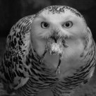 Snowy owl feeding on chick