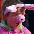 Little sleepy pig