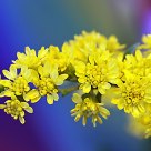 Yellow blue