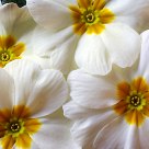 Primula