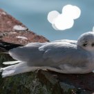 Resting seagull with Lake Garda bokeh