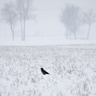 loneliness
