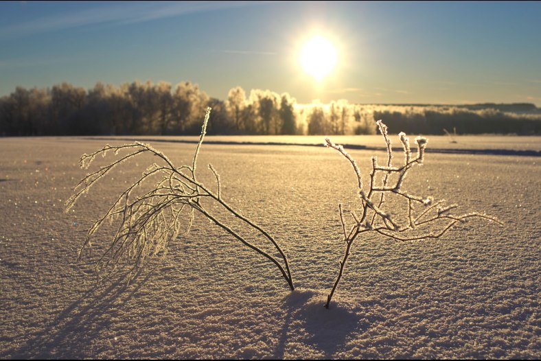 frost