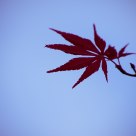 Maple Leaf
