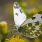 Mariposa