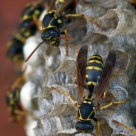 Paperwasps and Nest