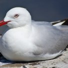 Silver Gull