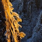 Rimes in the Yellow Mountain