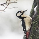 Great Spotted Woodpecker
