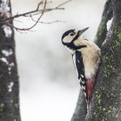 Great Spotted Woodpecker II.