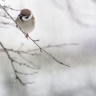 Huddled in the falling snow