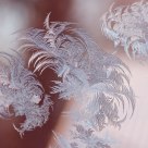 Ice flowers