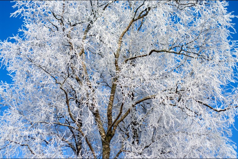 A frosty birch