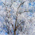 A frosty birch