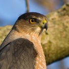 Cooper's Hawk