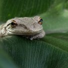 Cuban Tree Frog (Osteopilus septentrionalis)