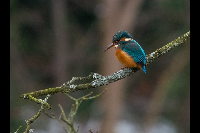 Kingfisher