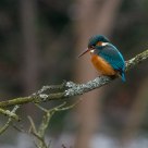 Kingfisher