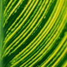 Leaf patterns