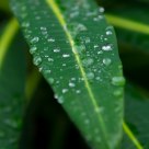 Leaf droplets