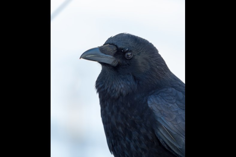 Crow
