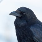 Crow
