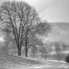 Tree after the Snow