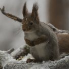 Out and find food