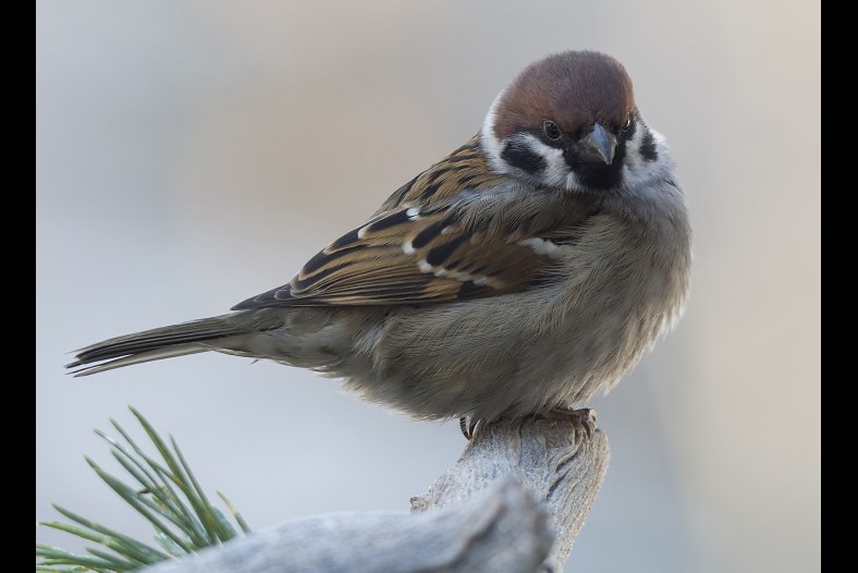   Eurasian Tree Sparrow (Passer montanus)