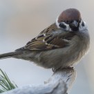   Eurasian Tree Sparrow (Passer montanus)