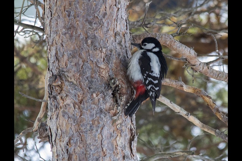 Great Spotted  Woodpecker(Dendrocopos major)
