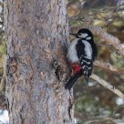 Great Spotted  Woodpecker(Dendrocopos major)